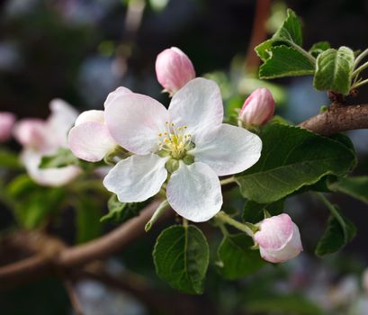 Apple flowers in spring and early summer