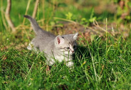 cute gray kitten in the green grass 