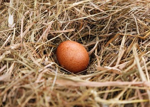 Natural egg in the nest of straw