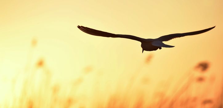 Silhouette of in Flight at sunset. A flying black headed gull. Backlight. gulls flying against yellow sunset background . Black-headed Gull (Larus ridibundus)