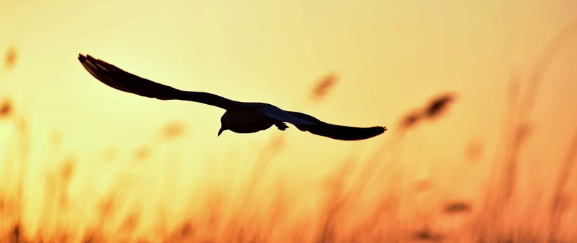 Silhouette of in Flight at sunset. A flying black headed gull. Backlight. gulls flying against yellow sunset background . Black-headed Gull (Larus ridibundus)