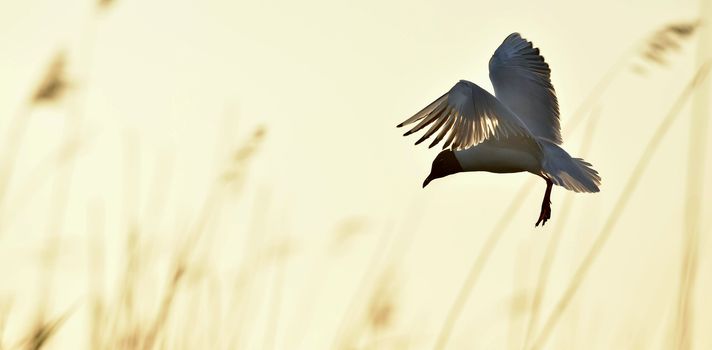 Silhouette of in Flight at sunset. A flying black headed gull. Backlight. gulls flying against yellow sunset background . Black-headed Gull (Larus ridibundus)