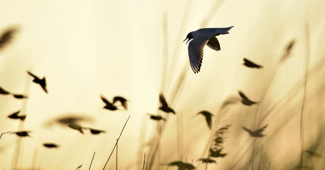 Silhouette of in Flight at sunset. A flying black headed gull. Backlight. gulls flying against yellow sunset background . Black-headed Gull (Larus ridibundus)