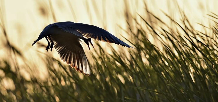 Silhouette of in Flight at sunset. A flying black headed gull. Backlight. gulls flying against yellow sunset background . Black-headed Gull (Larus ridibundus)