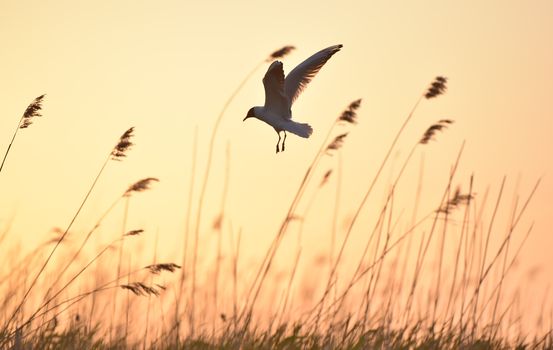 Silhouette of in Flight at sunset. A flying black headed gull. Backlight. gulls flying against yellow sunset background . Black-headed Gull (Larus ridibundus)