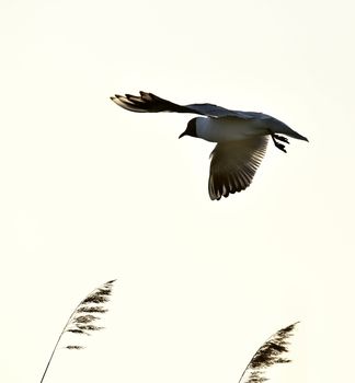 Black-headed Gull (Larus ridibundus) in flight on the sky background