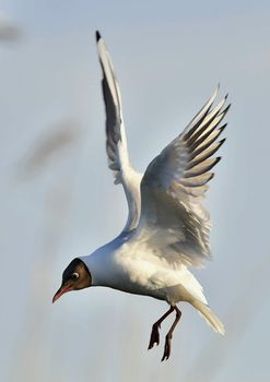 Black-headed Gull (Larus ridibundus) in flight on the sky background