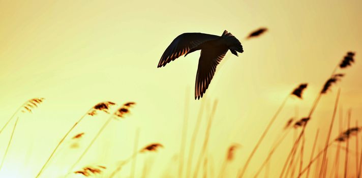 Silhouette of in Flight at sunset. A flying black headed gull. Backlight. gulls flying against yellow sunset background . Black-headed Gull (Larus ridibundus)
