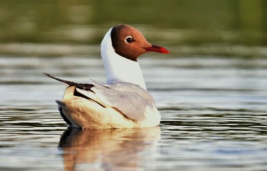 Swimming Black-headed Gull (Larus ridibundus)  close up