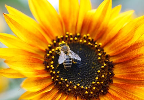 Sunflower With Bee 