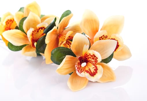 yellow orchid isolated on white