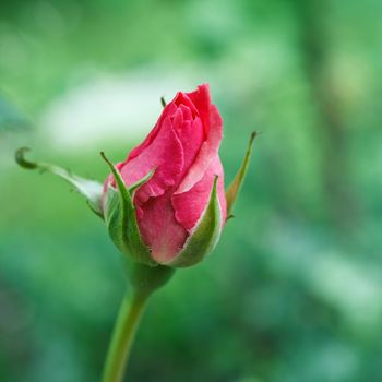 Single Pink Rose