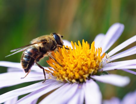 Bee on a daisy flower