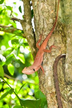 The red chameleon