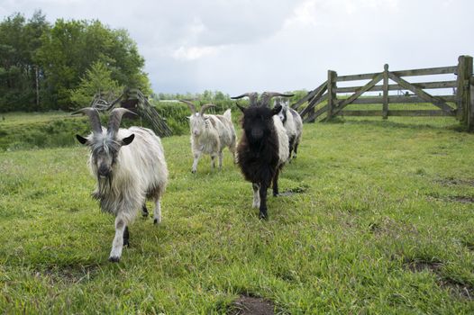 grazing goats walking to the camera