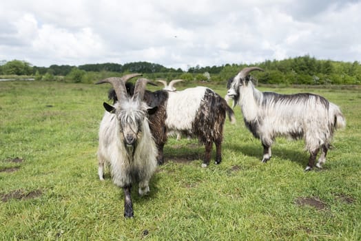 grazing goats walking to the camera