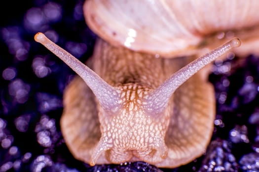 Burgundy Snail portrait
