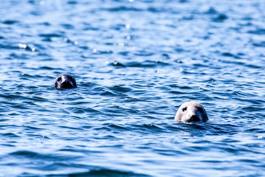 Two seal heads in the water