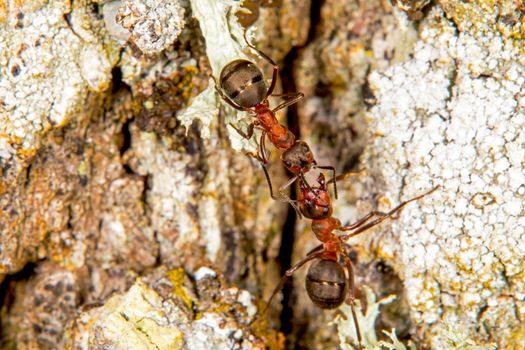 Red wood ants social insects