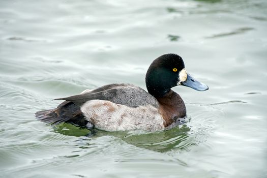Greater scaup drake paddling in the water