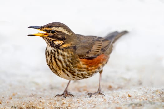 Redwing of the icelandic sub sp