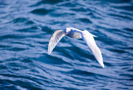 A Iceland Gull gliding over the waves
