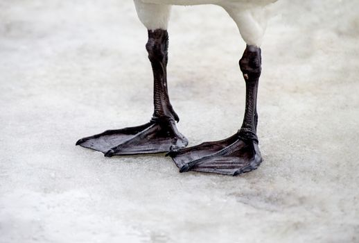 A whooper Swans webbed feet