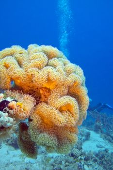 coral reaf with great yellow mushroom leather coral at the bottom of tropical sea