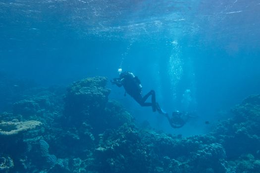 divers over a coral reef in tropical sea, underwater