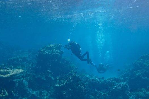 divers over a coral reef in tropical sea, underwater