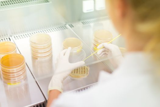 Female scientist researching in laboratory, pipetting cell culture samples on LB agar medium in laminar flow. Life science professional grafting bacteria in the petri dishes. 