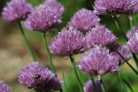 Chive flower head in early morning light