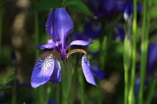 Iris flower in early morning light