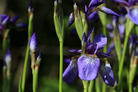 Iris flower in early morning light