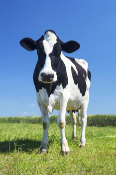 cow in the green grass and blue sky