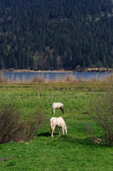 Front view of two white horses cropping on green meadow.