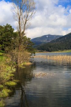 Beautiful trees in meadow area with the reflection of it in water by the coastline of a lake or river, under cloudy sky.