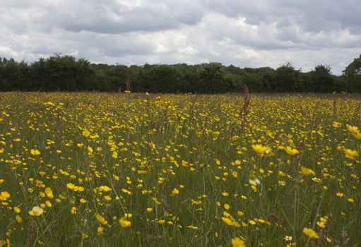 Meadow and fields around Holmer Green, Buckinghamshire, England