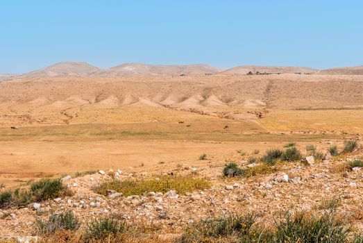  Negev desert, camels in the background, Israel