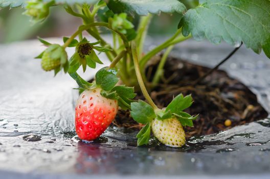 fresh Strawberry plants already ripe to harvest