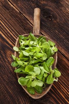 Fresh green field salad on old wooden spoon on rustic vintage wooden background. Fresh salad, rustic vintage country style image.
