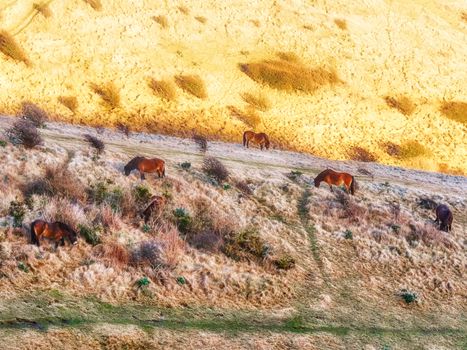 Horses standing and eating on a field