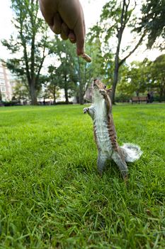 Feeding a wild squirrel a peanut in a public park located in Boston Massachusetts.