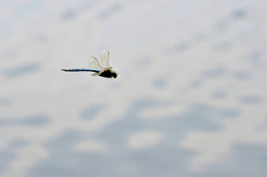 Dragonfly Anax imperator Leach  close-up flying over water