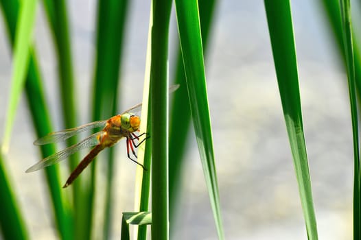 Dragonfly Sympetrum close-up sitting on the grass and looking at the camera