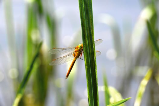 Dragonfly Sympetrum close-up sitting on the grass and looking at the camera