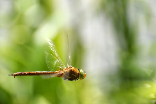 Simpetrum Dragonfly close-up in flight