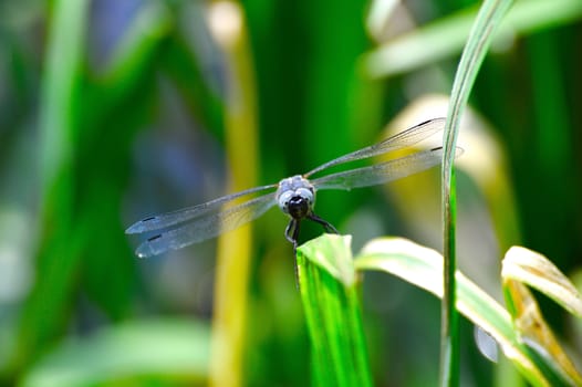 Dragonfly  (Libellula depressa) close-up peers into the camera