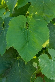 Wine Leaf in wine-yard, vine background with copyspace - vertical shot