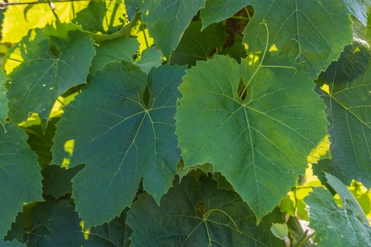 Wine Leafs in wine-yard, vine background with copyspace - horizontal shot